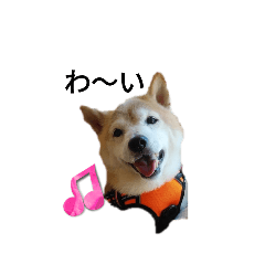 柴犬華♡とお友達