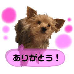 ヨーキーのばにら