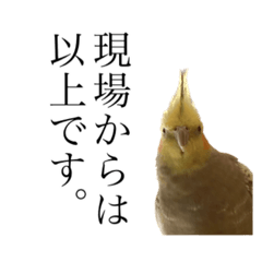 鳥のいる生活〜愉快な仲間たち〜 2nd STAGE