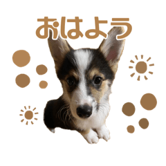 ごまめまめまめ