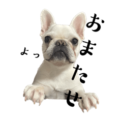 フレンチブルドッグ ゆば ver2
