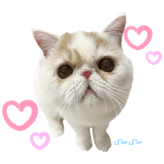 ぽんぽん_スタンプ