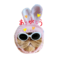 エキゾチックショートヘアのタナちん①