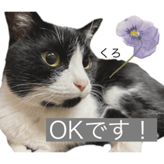 愛猫　くろ日和