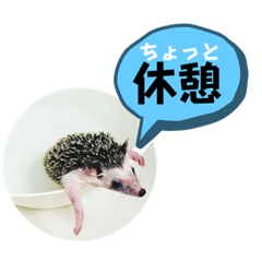 のんびり我が家