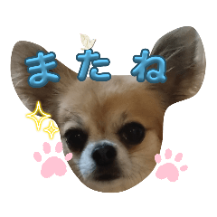 ムギまろ大戦争