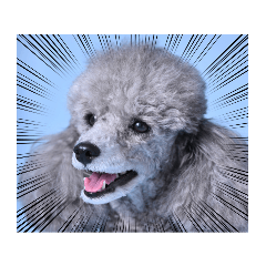 シルバートイプードル「メロン」のスタンプ