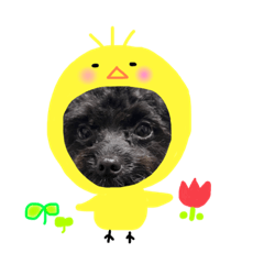 ポメプーモナカの日常②