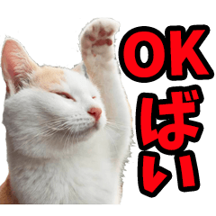 リアル☆にゃんこ（博多弁）