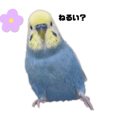 セキセイインコのちくわ2(ちくわ語録)