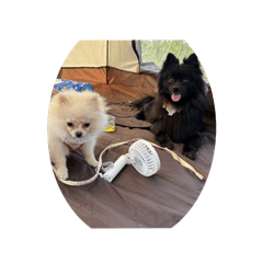 ノアとラズのスタンプ