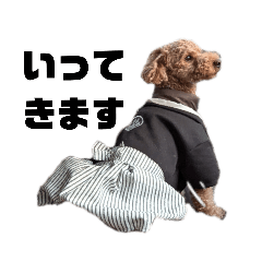 トイプードルのアポちゃん2