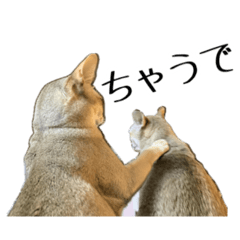 ゆるゆるシンガプーラVer1