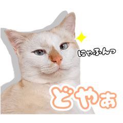 ねこさんちのねこ。2