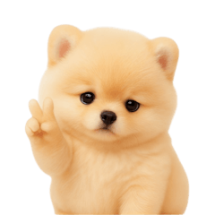 かわいいぽっちゃりポメラニアン （NT）