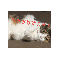 ちいさいはると、なつがきた♡