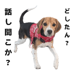 うちのビーグル(メス)