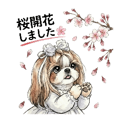 シーズーちゃん♪冬〜春