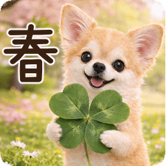 ずっと使える♡春のほんわかチワワ