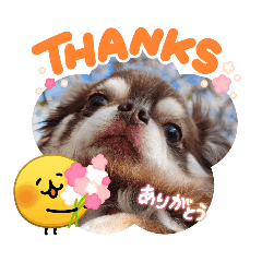 もりもりちわわ。