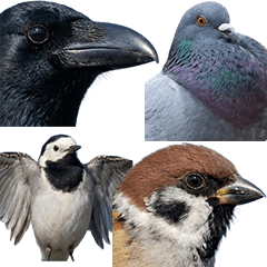 BIG! 色んなトリ　実写