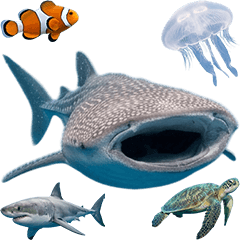 BIG! ジンベイザメと仲間たち　実写