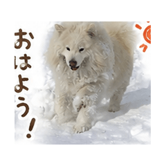 Sofia the Real Samoyed - Photo Stickers