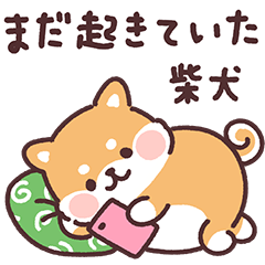 ころころ柴犬 わるいこ