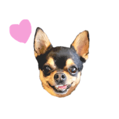 ちゃろのいる生活