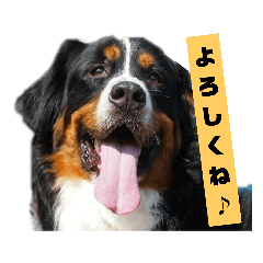 バーニーズマウンテンドッグるいのスタンプ