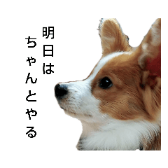 パピヨンの日々