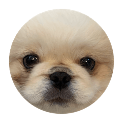 ペキニーズのサニーくん