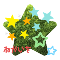 モフモフのコキアたち〜Ver.2019令和記念