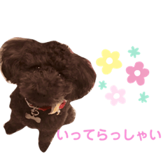 ココ ときどき 青