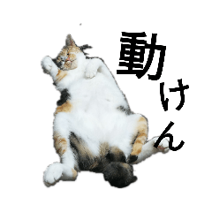 わしのにゃんちゃん