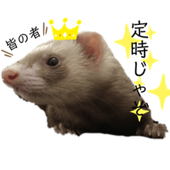 はるまろ フェレットのスタンプ4