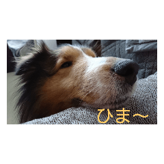 シェルティーのレオ君