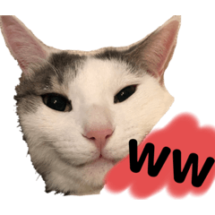 和猫うにといくら