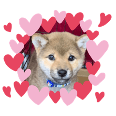 柴犬てっちゃんのスタンプ