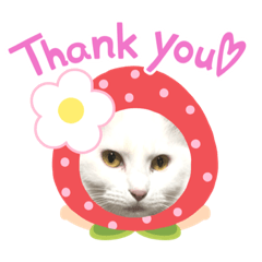 キジトラと白猫のスタンプ