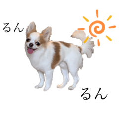 チワワの福ちゃんスタンプ