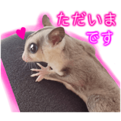 可愛いフクモモちゃん達Ｎｏ．2