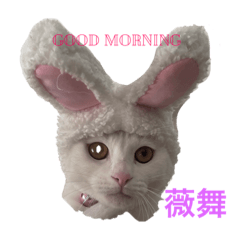 猫の薇舞ちゃんと虎㬚君のスタンプ