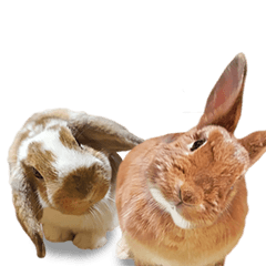 ぴぃちゃんとむぅちゃんの日常2