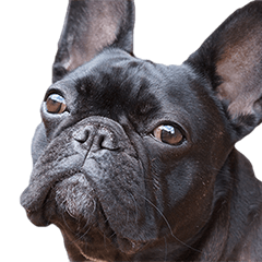 フレンチブルドックの相棒