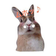 うさぎのちゃちゃ丸