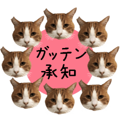 ざ・にゃんこスタンプ３