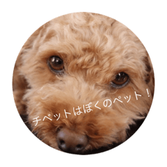 チベット大学生の日常