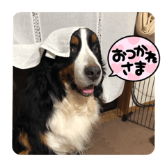 バーニーズ　ロコちんの日常