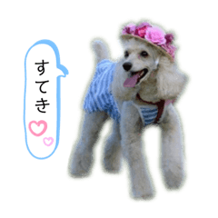 プードルとシーズー